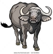 Bill Art Of Living Foundation, Gujarati Photo, Cape Buffalo, African Buffalo, Buffalo Wild, African Wildlife, Wild Animal, Front View, Art Of Living