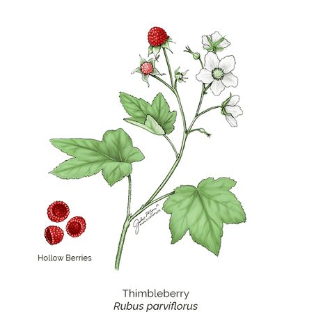 Thimbleberry - Salish Mushrooms Thimbleberry Tattoo, Hobbit Drawing, Makeup Tattoos, Bottle Design, The Hobbit, New Tattoos, Tattoo Ideas, Stuffed Mushrooms, Tattoos