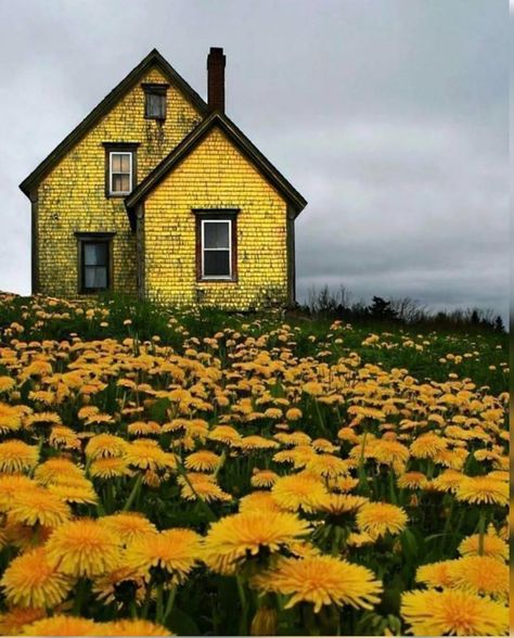 NOVA SCOTIA     Beautiful yellow house in a field of yellow dandelions. A Field Of Dandelions, Field Of Dandelions, Yellow House, Abandoned House, Yellow Houses, Foto Tips, Foto Art, Yellow Aesthetic, Abandoned Houses