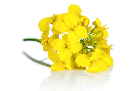 Making a Model Brassica Flower & Seed - Science & Plants for Schools Rapeseed Flower, Seed Science, Canola Flower, Rapeseed Field, Making A Model, Plant Science, Flower Seeds, Royalty Free Photos, Seeds