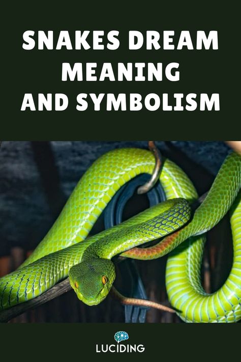 Whether you dream about a snake biting you or it’s inside your home, its meaning will greatly depend on your situation in real life. Furthermore, various religions and cultures attribute several symbolic meanings to snakes. So what are the meanings when you dream about snakes? Keep on reading to find them out. Dreams About Snakes Meaning, Dream Meanings Symbols, Snake Eating Snake, Snake Dream Meaning, Fear Of Snakes, Snake Biting, Snake Meaning, Snake Symbolism, Dream Snake