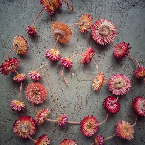 Strawflower Garland, Nature Craft, Flower Farmer, Seed Saving, Nature Crafts, Shades Of Pink, I Can't Wait, Flower Field, At Last