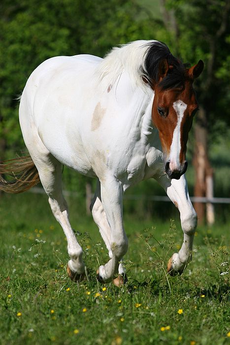 American Paint Horse by ~Speci1990 ~ American Paint Horse Mare Special Sister. She was bred by Duke Neff Bay Appaloosa, Cheval Pie, Pinto Horses, Stock Horse, Buckskin Horse, Burning Passion, American Paint Horse, Indian Horses, Paint Horses