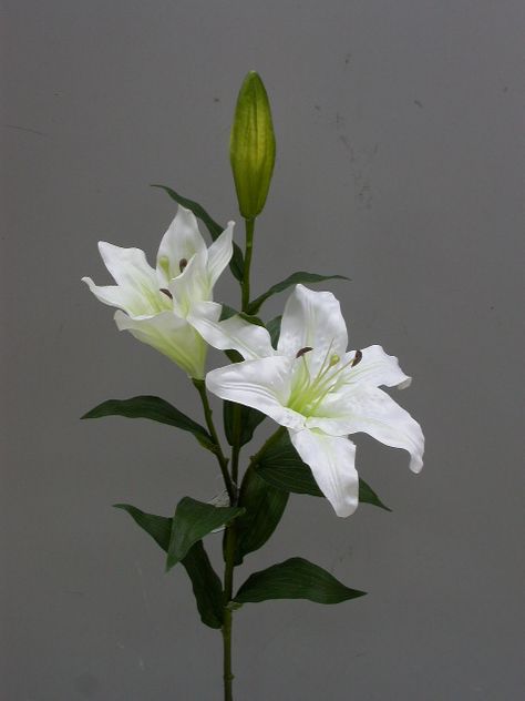 Lillies with leaves Asian Lily, Easter Lilly, Lilly Plants, Asian Lilies, Lily Leaves, Lilies Drawing, Shadow Drawing, Lilly Flower, Color Symbolism