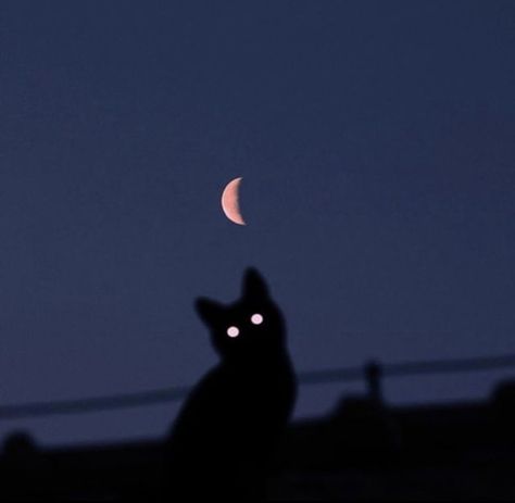 Black Animals Aesthetic, Cat With Moon On Forehead, Black Cat At Night, Dark Animal Aesthetic, Cool Looking Cats, Black Cat Aesthetic Dark, Cat Dark Aesthetic, Dark Cat Aesthetic, Dark Weirdcore