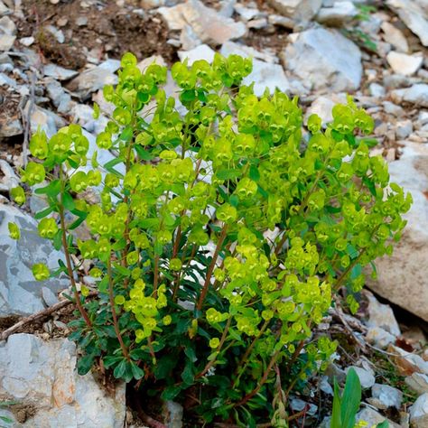 ADVERTISEMENT Spurge Plant, Purple Loosestrife, Plant Structure, Woodland Plants, Invasive Plants, Master Gardener, Water Sources, Flowering Plants, Family Handyman