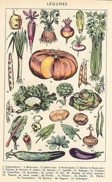 Cottagecore Posters, Arte Peculiar, Nature Posters, Vintage Botanical Prints, Botanical Poster, Picture Collage Wall, Scientific Illustration, Photo Wall Collage, Botanical Illustrations