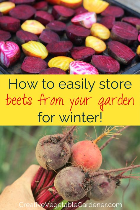 text: how to easily store beets from your garden for winter, photos: colorful cut beets on a pan, hand holding freshly harvested beets Preserving Beets, Preserve Beets, How To Store Beets, Growing Winter Vegetables, Preserving Vegetables, Food Preserving, Winter Veggies, Vegetable Garden Tips, Fresh Beets