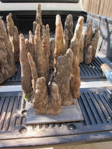 FS: Cypress knee sets - Aquarium Plants - Barr Report Cypress Knees Projects, Dismal Swamp, Cypress Knees, Bohemian Cottage, Branch Art, Fake Trees, Aquarium Plants, Bent Wood, Vivarium