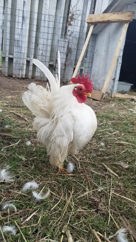 White serama rooster "Kato" Serama Rooster, Serama Chicken, White Rooster, Scream, Fall Colors, Rooster, Birds, Chicken, Animals