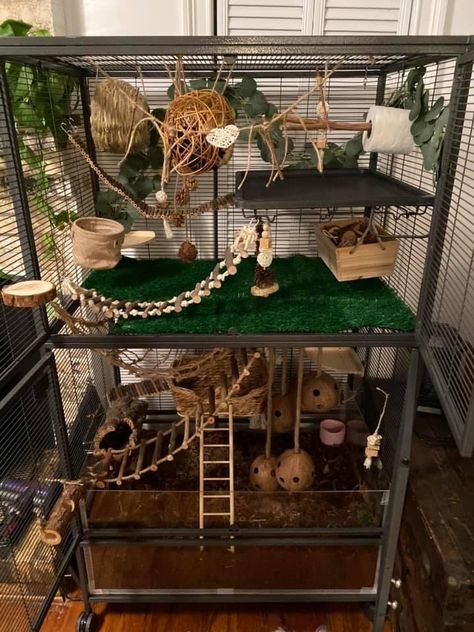 Rat Cage Decor, Critter Nation Rat Cage Ideas, Rat Food Recipe, Mice Enclosure Ideas, Bioactive Rat Cage, Aesthetic Rat Cage, Critter Nation Cage Ideas, Pet Rat Cages Ideas, Diy Rat Cage Accessories