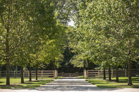 Equestrian Facility - Janice Parker Landscape Architects Farm Entrance, Horse Barn Ideas Stables, Tree Lined Driveway, Black Houses, Horse Barn Plans, Farmhouse Architecture, Equestrian Estate, Equestrian Facilities, Barn Plans