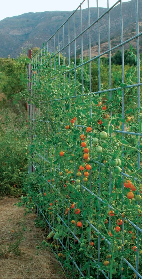 Fence Arbor, Tanaman Tomat, Build A Fence, Tomato Trellis, Outdoor Trellis, Vegetable Garden Diy, Potager Garden, Backyard Vegetable Gardens, Veg Garden