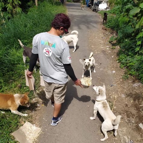 Animal Welfare Group Feeds Stray Animals in Bali After Decline in Tourism Leaves Them Hungry Feed Animals, Rescuing Animals, Stray Animals, Pet Rescue, Stray Animals Photography, Vision Board Examples, Funny Cat Photos, Siberian Tiger, Animal Welfare