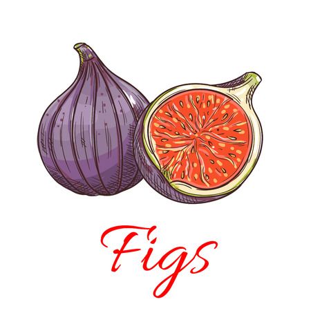 Fig Fruit Drawing, Figs Illustration, Fig Sketch, Fig Illustration, Fruit Graphic, Jam Label, Fig Fruit, House Cartoon, Fruits Drawing