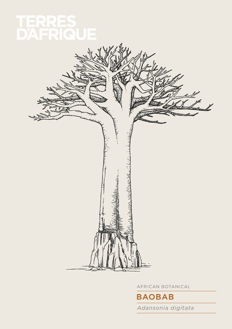 African Plant Tattoo, Baobab Tree Illustration, Baobab Tree Tattoo, African Rainforest, Dino Drawing, African Drawings, Island Farmhouse, African Plants, Baobab Tree