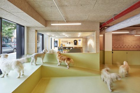 Dogtown by TUNA Architecture opens for four-legged friends Pet Cafe Interior, Dog Space, Pet Cafe, Boarding Facility, Dog Behaviorist, Dog Spaces, Event Tech, Door Handle Design, Sliding Door Design