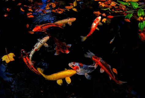 Koi Fish Ipad Wallpaper, Wallpaper Backgrounds Koi Fish, Laptop Wallpaper Koi Fish, Fish Desktop Wallpaper, Koi Fish Desktop Wallpaper Hd, Beautiful Fishes, Pc Wallpapers, Winterthur, Beautiful Fish