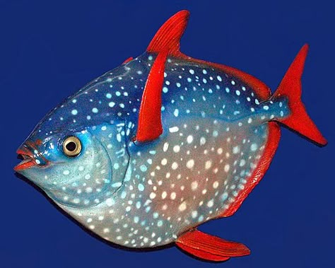 Opah Fish, Rare Fish, Coral Fish, Fish Artwork, Salt Water Fish, Beautiful Sea Creatures, Marine Fish, Underwater Creatures, Aquatic Animals