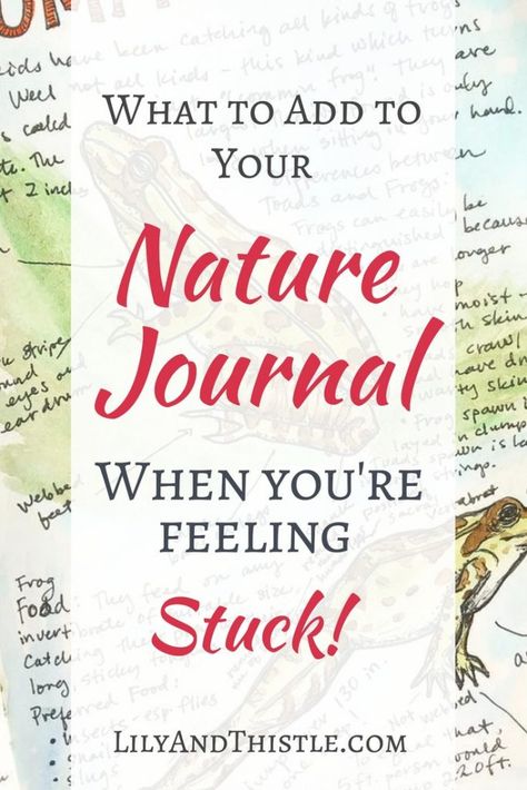 Nature Journaling is so much fun but it can seem hard if you don't know what to put in it. Fun tips for beginners. Nature Journal prompts and ideas. Homeschool Nature Study, Field Journal, Nature Journaling, Homeschool Lesson Plans, Plant Journal, Nature Sketch, Study Journal, Homeschool Lesson, Charlotte Mason