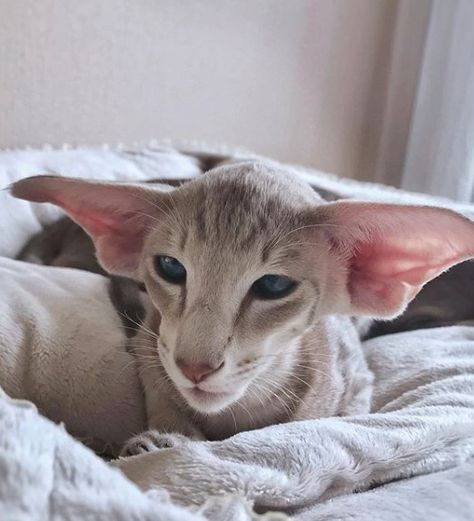 14 Things You Didn’t Know About Oriental Shorthair Cats Oriential Short Hair Cats, Orential Shorthair Cats, Orential Shorthair, Dobby Cat, Cat Breeds Hypoallergenic, Asian Cat, Food Cat, Dream's Cat, Wallpaper Cat