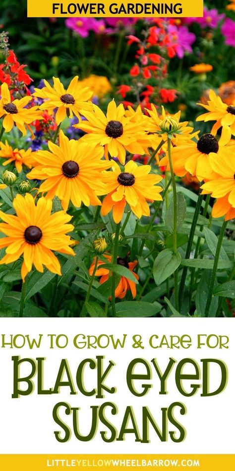 Black Eyed Susan Flower, Seed Planting, Black Eyed Susans, Grow Gorgeous, Best Perennials, Backyard Flowers, Cut Flower Garden, Flower Gardens, Flower Care