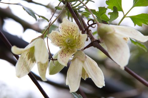 Clematis cirrhosa var. balearica Clematis Cirrhosa, Fast Growing Climbers, Clematis Armandii, Cherry Plant, Evergreen Climbers, White Flowering Plants, Gladiolus Bulbs, Climbing Hydrangea, Potato Vines