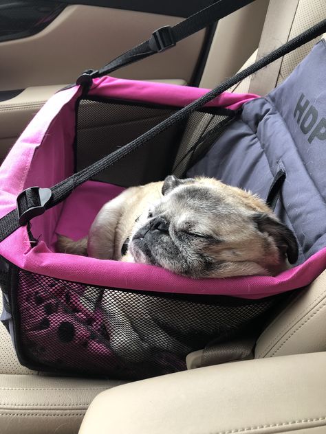 Pug Napping in Doggy Car Seat Berkeley-Quinn 🐾🐾 Pug Accessories, Baby Pugs, Chihuahua Puppies, Cute Pugs, Puppies Funny, Pug Love, Pug Life, In The Car, Pug Dog