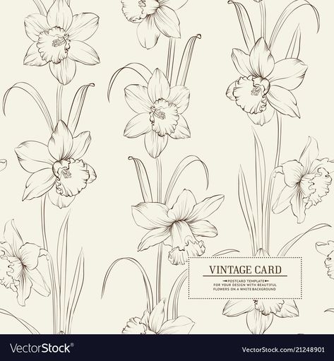 Botanical of daffodil Royalty Free Vector Image Daffodil Leaves, Daffodils Line Art, Daffodil Illustration, Daffodil Drawing, Narcissus Illustration, Narcissus Flower Illustration, Daffodil Pattern, Drawn Daffodils, Daffodil Botanical Illustration