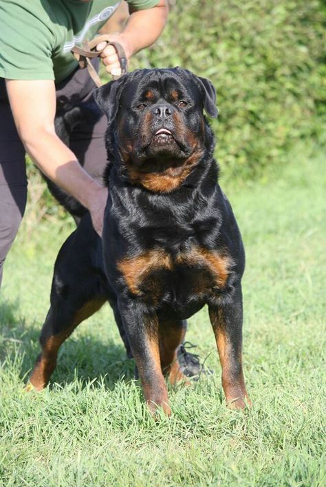 Rottweiler Pups, Rottweiler Pictures, Rottweiler Training, German Dog Breeds, Protective Dogs, Spoiled Pets, Rottweiler Love, Guard Dog, Beautiful Dog