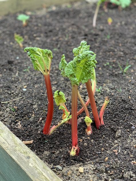 Rhubarb Companion Planting: Do's and Don'ts Eggplant Companion Plants, Carrot Companion Plants, Propagate Basil, Growing Rhubarb, Growing Green Beans, Desert Gardening, Rhubarb Plants, Growing Mint, Flower Structure