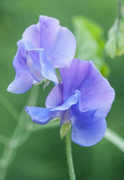 Sweet Peas / Midnight Blues Sweet Pea Flowers Aesthetic, Lathyrus Odoratus, Purple Flowers Garden, Sweet Pea Flowers, Mid July, Pea Flower, Sweet Peas, Good Morning Picture, Language Of Flowers