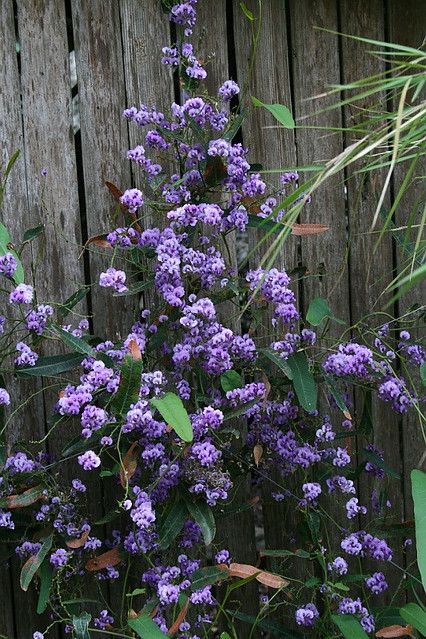 Hardenbergia Violacea, Magical Garden, Pretty Plants, Balcony Garden, Landscaping Plants, Technical Drawing, Native Plants, Color Theory, Gardening Tips