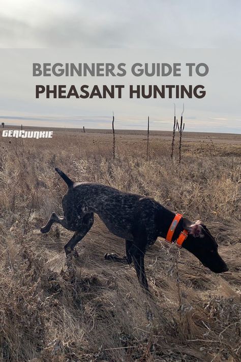 Hassan 2, Upland Bird Hunting, Upland Hunting, Good Introduction, Pheasant Hunting, Dog Training Advice, Bird Hunting, Man Child, Bird Dogs