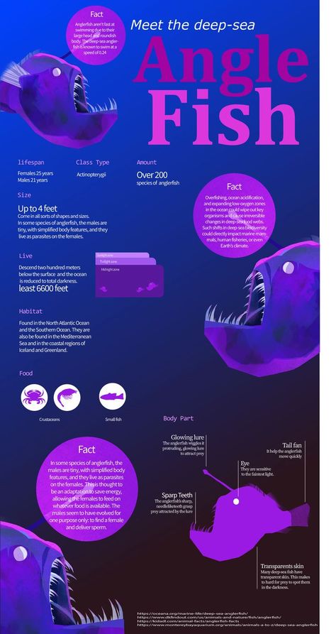 Sea Infographic, Fish Infographic, Ocean Acidification, Monster Of The Week, Food Web, Angler Fish, Wipe Out, Marine Biology, Deep Sea