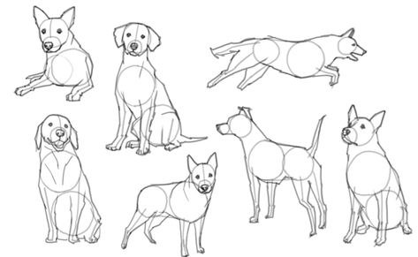 Dog Different Poses Drawing, Big Dog Drawing Reference, How To Draw Anime Dog, How To Sketch A Dog Step By Step, Dog Sketch Anatomy, Person And Dog Drawing Base, Poses With Dogs Drawing, How To Draw A Dog Sitting, Dog Figure Drawing