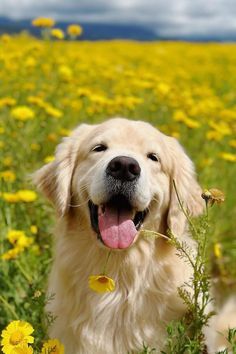 Golden Retriever Flowers, Golden Retriever Wallpaper, Weird Animal Facts, Adorable Golden Retriever, Golden Retriever Baby, Train A Dog, Dog At Home, Cute Dog Wallpaper, Golden Doodles