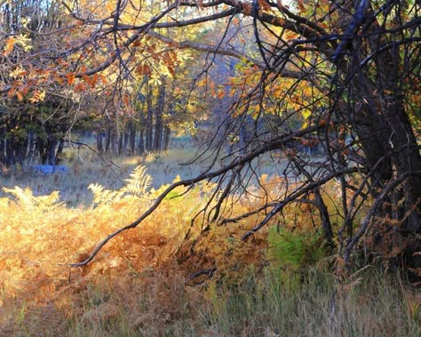 Autumn Landscape Photography, Edward Abbey, Buddhist Art Drawing, Forest Trail, Forest Road, Northern Arizona, Autumn Scenery, Autumn Painting, Autumn Landscape