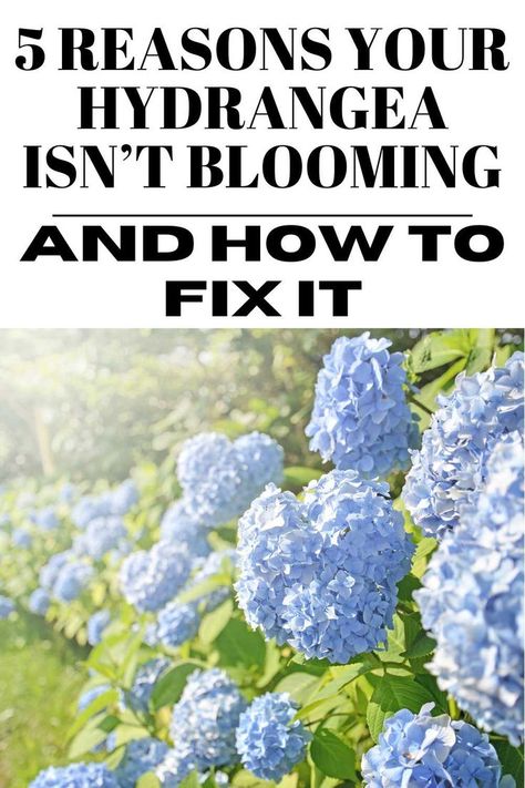 "Frustrated by hydrangeas that won't bloom? Find out the 5 main reasons behind this issue and get practical solutions to make your hydrangeas thrive." When Do Hydrangeas Bloom, Pruning Hydrangeas, Big Leaf Hydrangea, Hydrangea Varieties, Panicle Hydrangea, Hydrangea Bloom, Blooming Garden, Hydrangea Not Blooming, Hydrangea Flowers