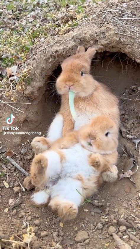 🐇🐇🐇 🥰 Got Funny, Cute Bunny Pictures, Animal Habitats, Cute Rabbit, Cute Funny Dogs, Cute Wild Animals, Cute Animal Videos, Cute Animal Pictures