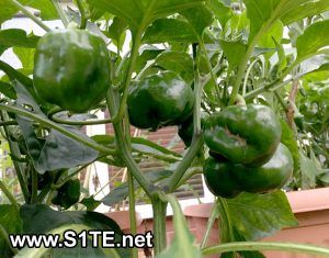 how to #grow #growing #sweet  #peppers in containers or pots Growing Bell Peppers, Hot Pepper Seeds, Flax Flowers, Red Bell Peppers, Capsicum Annuum, Potato Vines, Sweet Peppers, Green Peppers, Garden Wallpaper