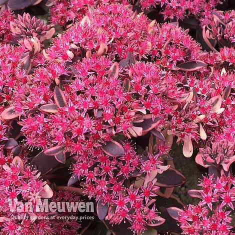 Sedum 'Sunsparkler Dream Dazzler' | Van Meuwen Sedum Sunsparkler, Succulent Ground Cover, Flowers That Attract Butterflies, Gardening Gear, Patio Pots, Gravel Garden, Garden Compost, Growing Succulents, Attract Butterflies