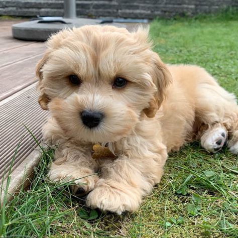 Havanese Poodle, Shih Tzu Poodle, Show Dogs, Poodle Mix Dogs, Havanese Dog, Puppy Cut, Havanese Dogs, Best In Show, Awesome Animals