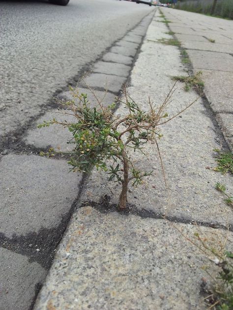 Reminds me of a tree grows in Brooklyn novel ❤️ A Little Tree On The Sidewalk Life Finds A Way, Wallpapers Nature, Vashon Island, Dramatic Photos, Tree Felling, Miniature Paintings, Beautiful Trees, Pink Garden, Tree Roots