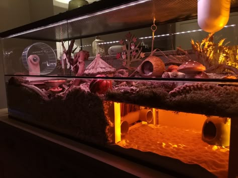 Hamster Cage Fish Tank, Big Hamster Enclosure, 75 Gallon Hamster Tank, 55 Gallon Hamster Tank, Natural Mouse Enclosure, 10 Gallon Hamster Tank Ideas, Fancy Mouse Cage Ideas, Robo Hamster Cage Ideas, Pawhut Hamster Cage Set Up