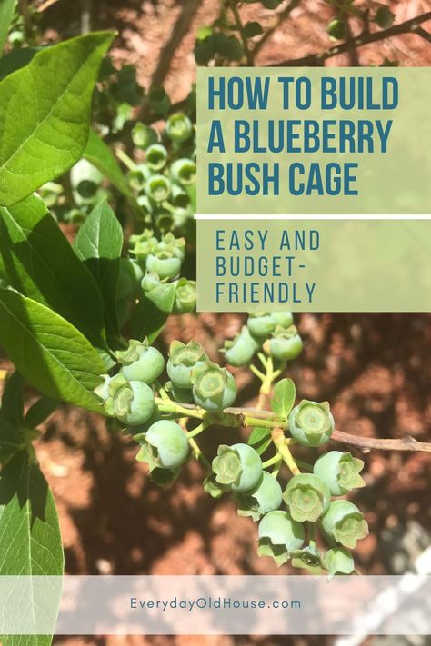 East and inexpensive DIY Tutorial on how to build a blueberry cover with netting to protect berries from birds #garden #blueberryplant Blueberry Trellis Ideas, Blueberry Trellis, Protecting Blueberry Bushes, Diy Netting For Garden, Blueberry Netting Ideas, Bird Netting For Garden Ideas, Protect Blueberry Bushes From Birds, Garden Netting Ideas, Diy Bird Netting For Garden