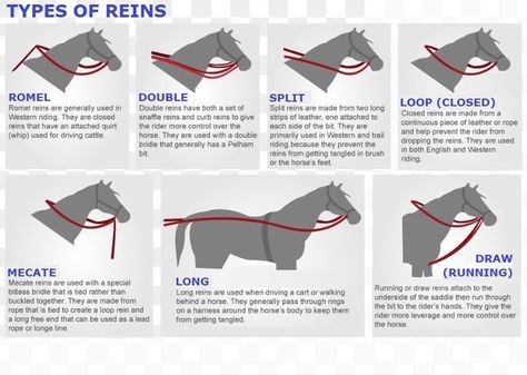 Types of Reins Horse Lessons, Horse Facts, Horse Care Tips, Horse Riding Tips, Horse Anatomy, Horse Camp, Horse Boarding, Horse Equipment, Horse Tips