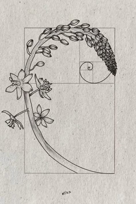 Fibonacci Spiral Art, Golden Ratio Art, Fibonacci Art, Golden Ratio In Design, Fibonacci Tattoo, Universe Tattoo, Spiral Art, Human Canvas, Scott Campbell