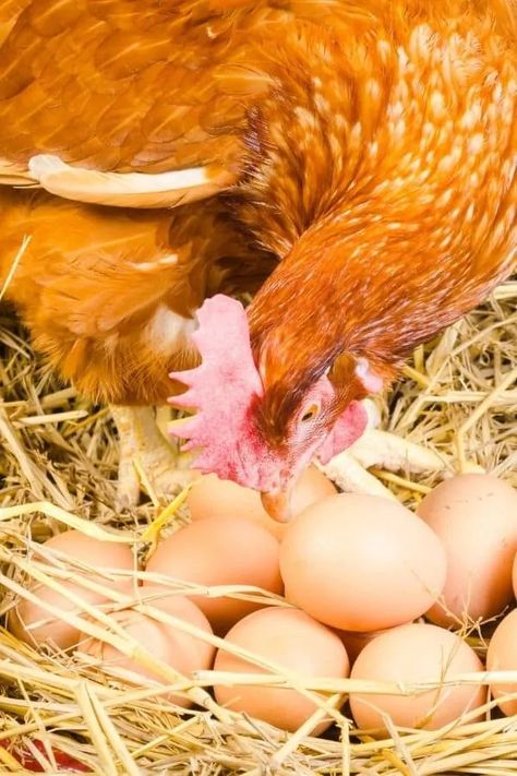 The Best Chickens for Eggs (for eggs all year long) - Audrey's Little Farm Best Chickens For Eggs, Best Laying Hens, Chicken Breeds For Eggs, Chickens For Eggs, Sussex Chicken, Leghorn Chickens, Laying Chickens Breeds, Cute Chicken Coops, Best Egg Laying Chickens