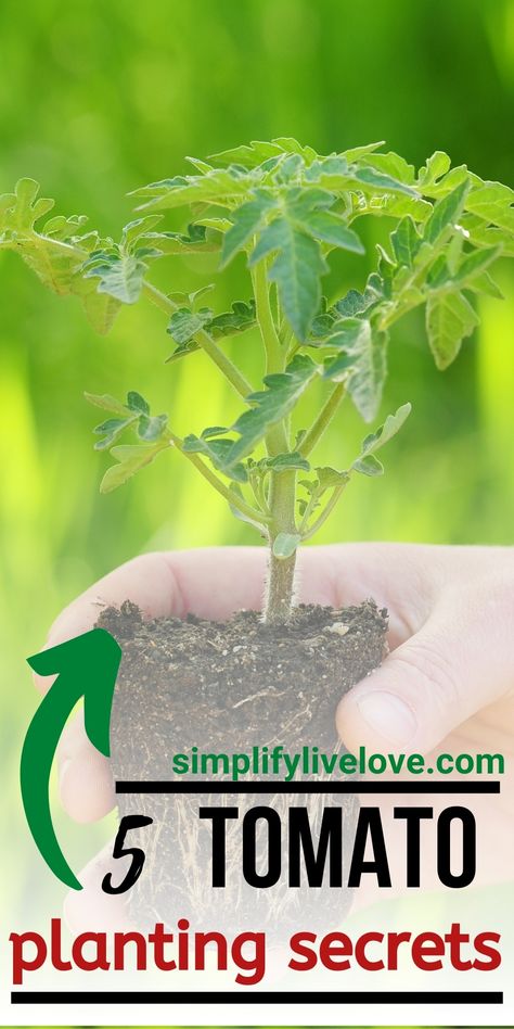 Homegrown tomatoes are the best!! And it’s not that hard to grow them, but you can do a few things that make a big difference in growing successful tomatoes from the very beginning. To get your tomato seedlings off to the best possible start, you must know these five tips for transplanting tomatoes! It all starts with the transplanting. #growingtomatoes #gardenchat #organicgarden #gardentips Transplanting Tomato Plants, Tomato Planting, Growing Tomato, Growing Tomato Plants, Organic Gardening Pest Control, Garden Tomatoes, Tomato Seedlings, Baby Tomatoes, Frame House